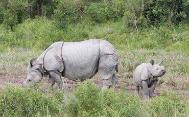 Ein erwachsenes Nashorn grast mit einem jungen Nashorn.