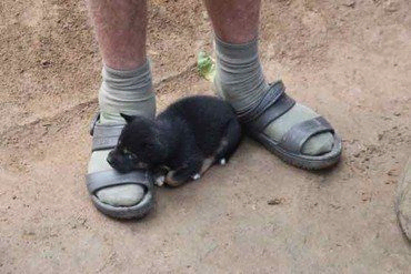 Winziger schwarzer Welpe schläft auf dem Sandalenfuß einer Person.