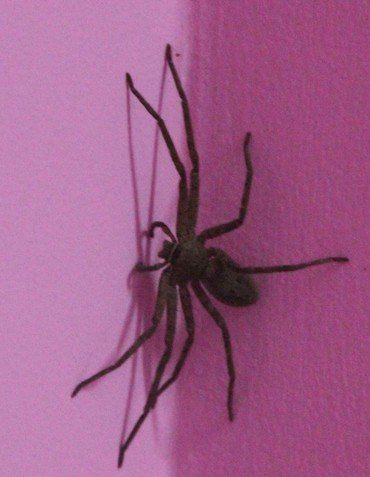 Eine große, dunkle Spinne an einer rosa Wand.
