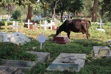 Eine braune Kuh grast zwischen Grabsteinen und weißen Kreuzen auf einem Friedhof.