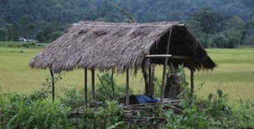 Kleine, rustikale Strohhütte auf einem grünen Feld, umgeben von Vegetation.